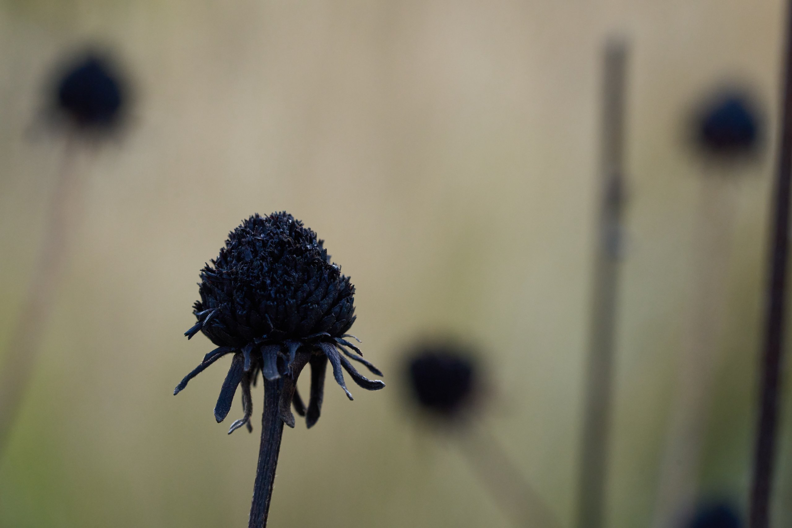 2025 11 02 Gruga 0030